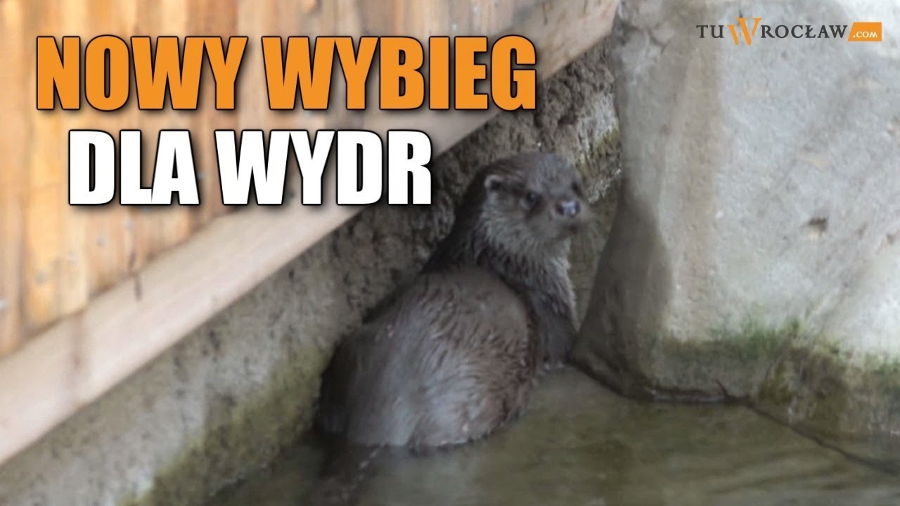 Wydra europejska w #ZOO Wrocław. Tak wygląda nowy wybieg dla wydr