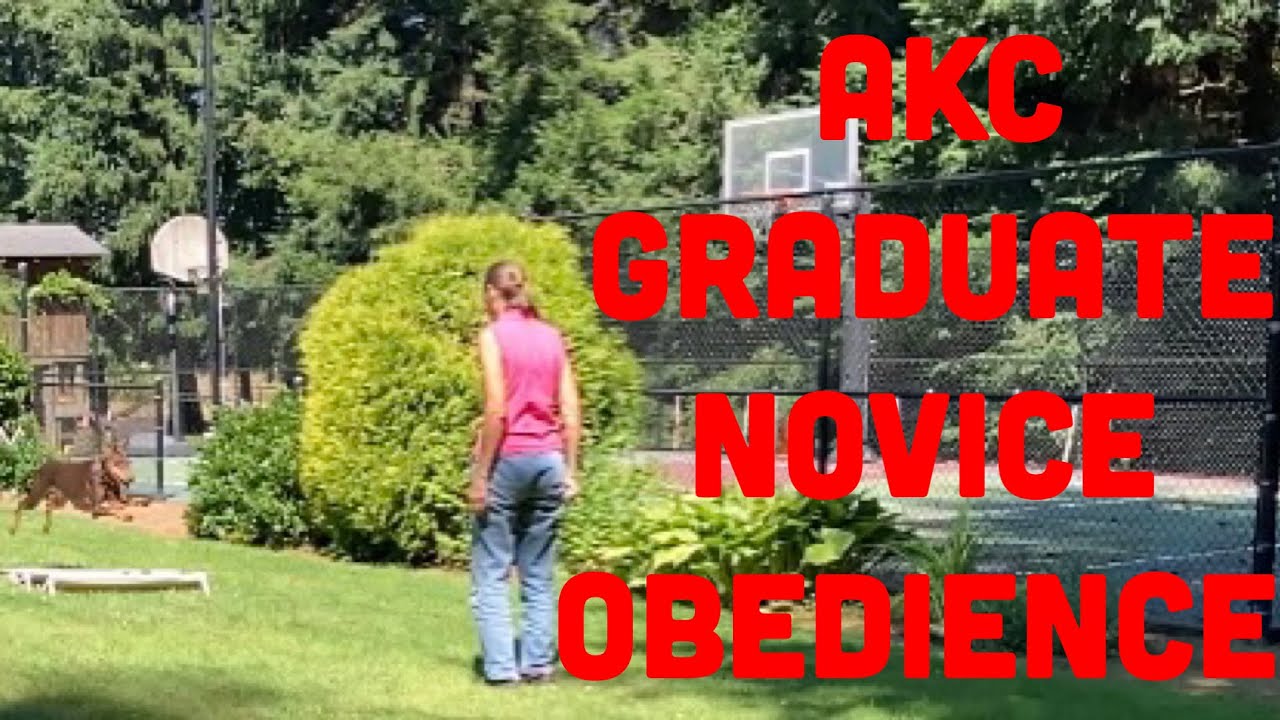 AKC Graduate Novice Obedience GN Exercises Explained & Demoed
