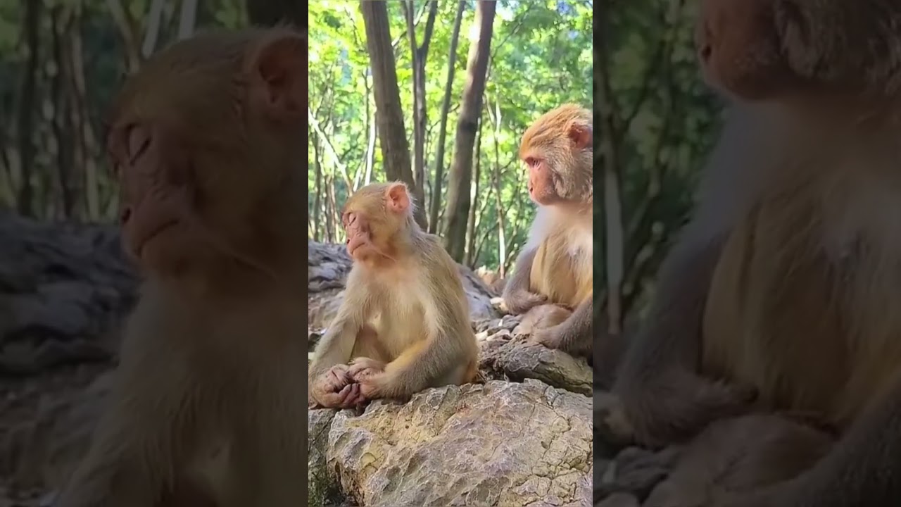 monkey sleeping video#shortvideo #monkeybaby
