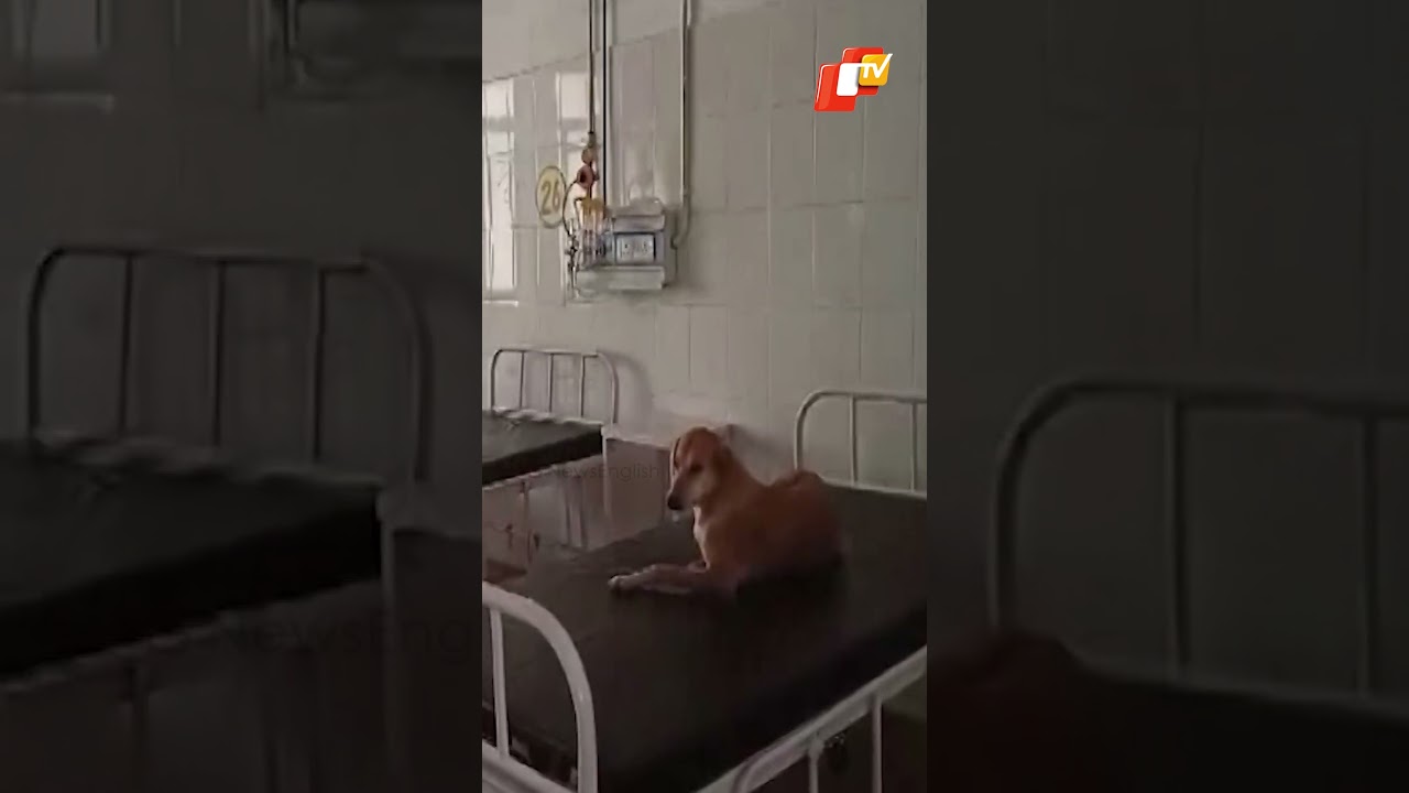 Watch! Stray Dog Resting On Pandit Deen Dayal Upadhyay Hospital Bed In Moradabad