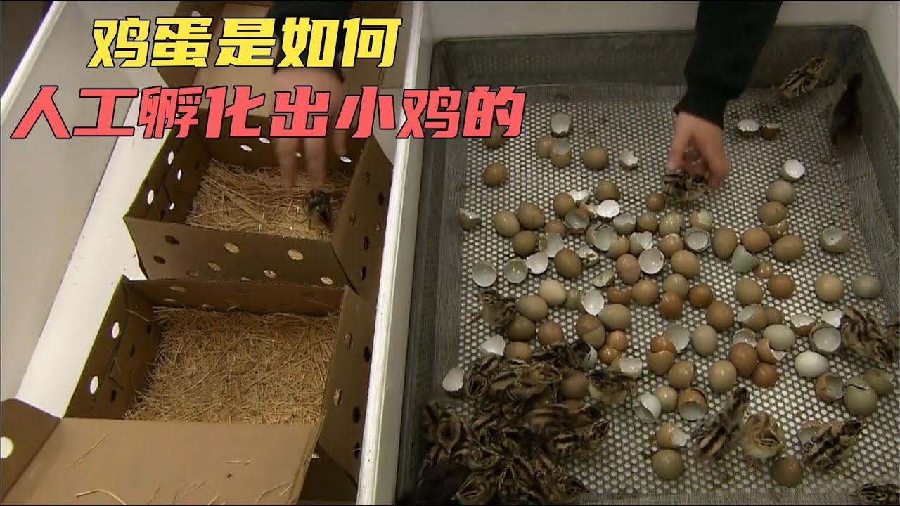 鸡蛋是怎么人工孵化出小鸡的