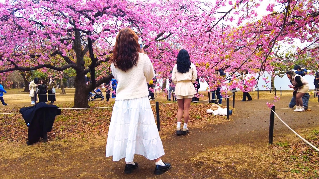 [4K]🇯🇵 Tokyo Walk - Cherry Blossoms & Mimosa at Yoyogi Park - Mar. 2025