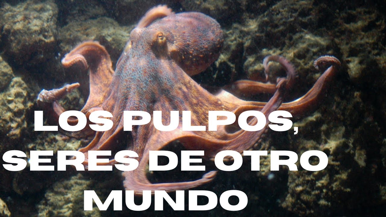 SON SERES EXCEPCIONALES. #pulpos #vidamarina #pulpo