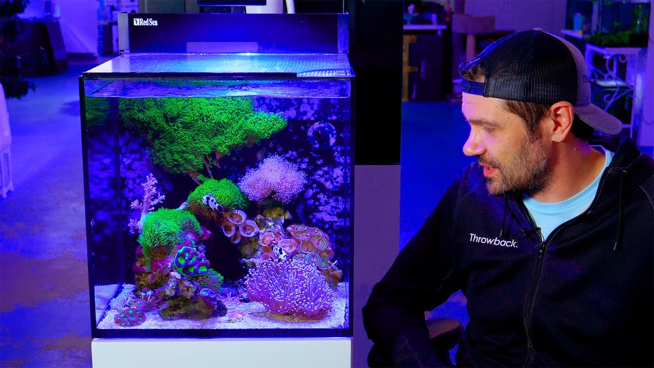 1-Day Nano Reef, 2 Year Update