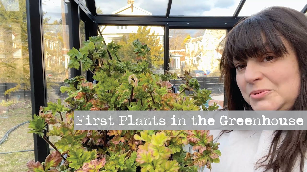 Moving the First Plants into My New Greenhouse | Spring 2023