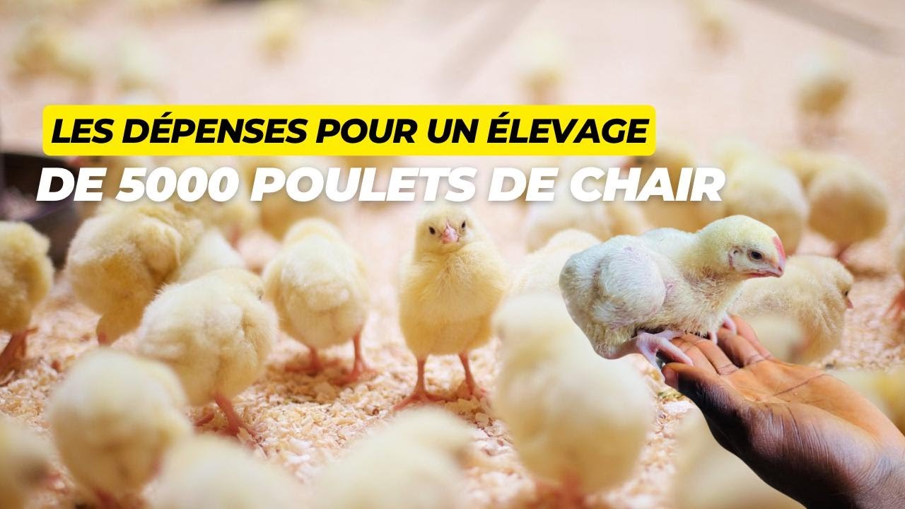 Dévis d'élevage 5000 poulets de chair sur 45 jours