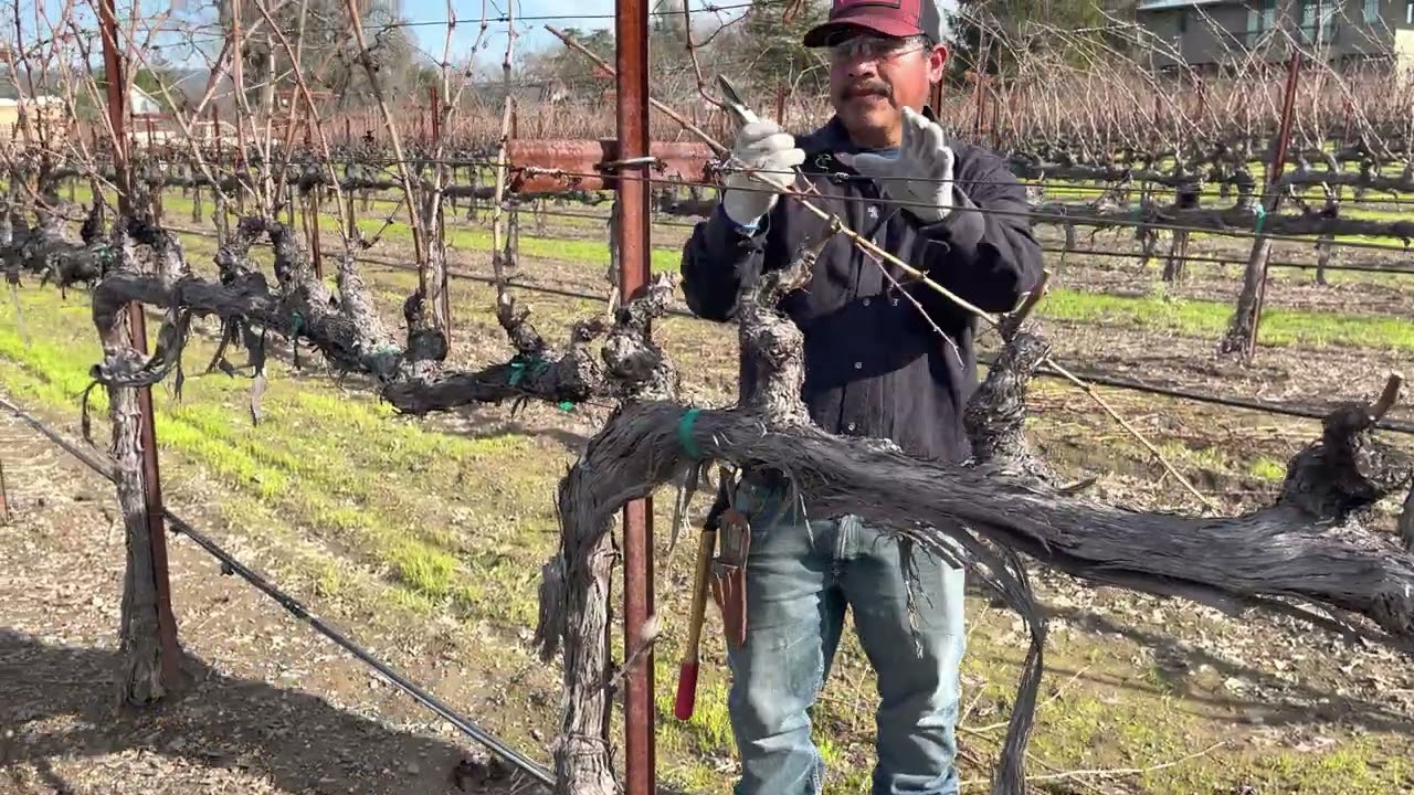 Poda de uva 🍇 en st Elena ca.