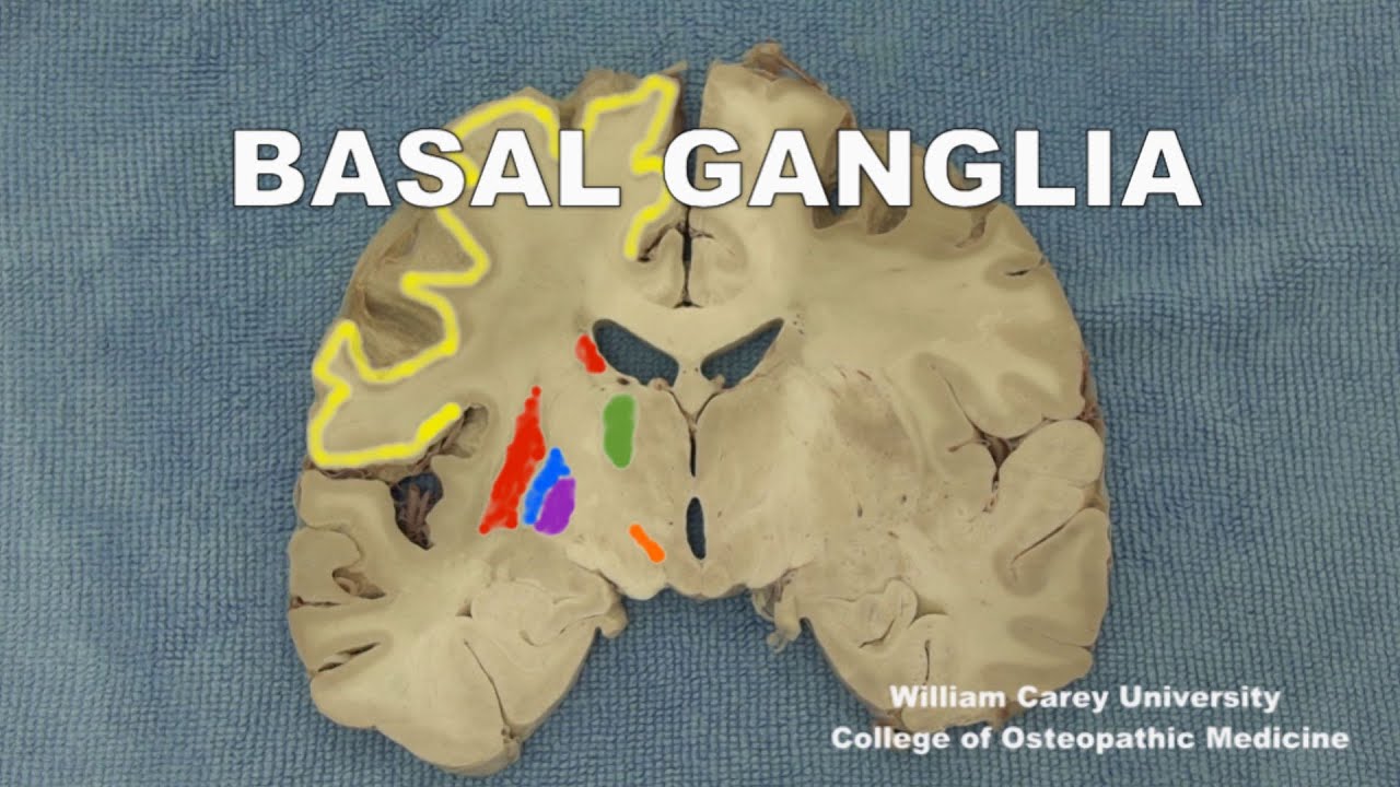 Basal ganglia, substantia nigra#neuroanatomy #basalganglia #forebrain#striatum#neuroscience