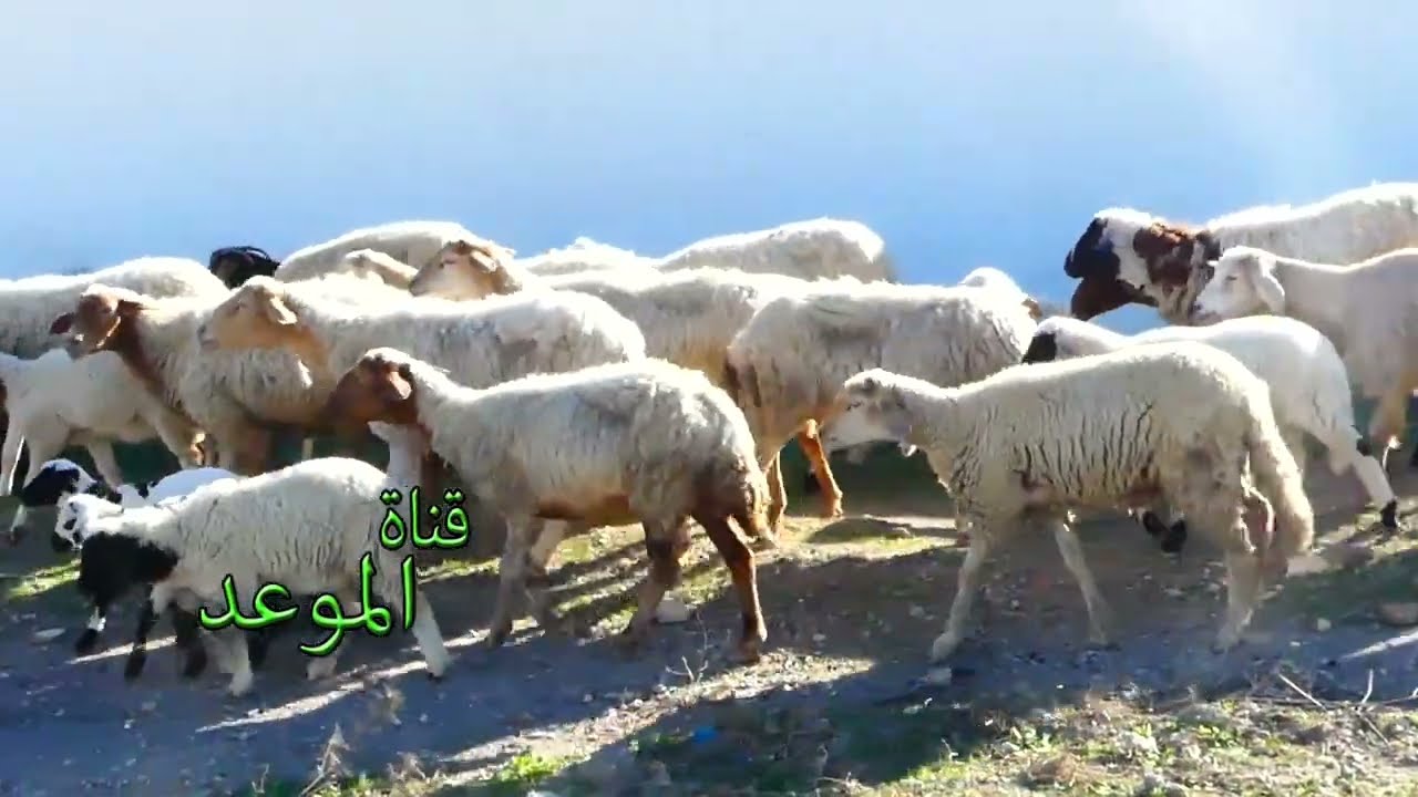 نعاجي هم مورد الرزق المتاعي ، مشيتلهم على قرض ب3 ملاين رفضو يعاونوني وليت بعت نقصت من النعاج