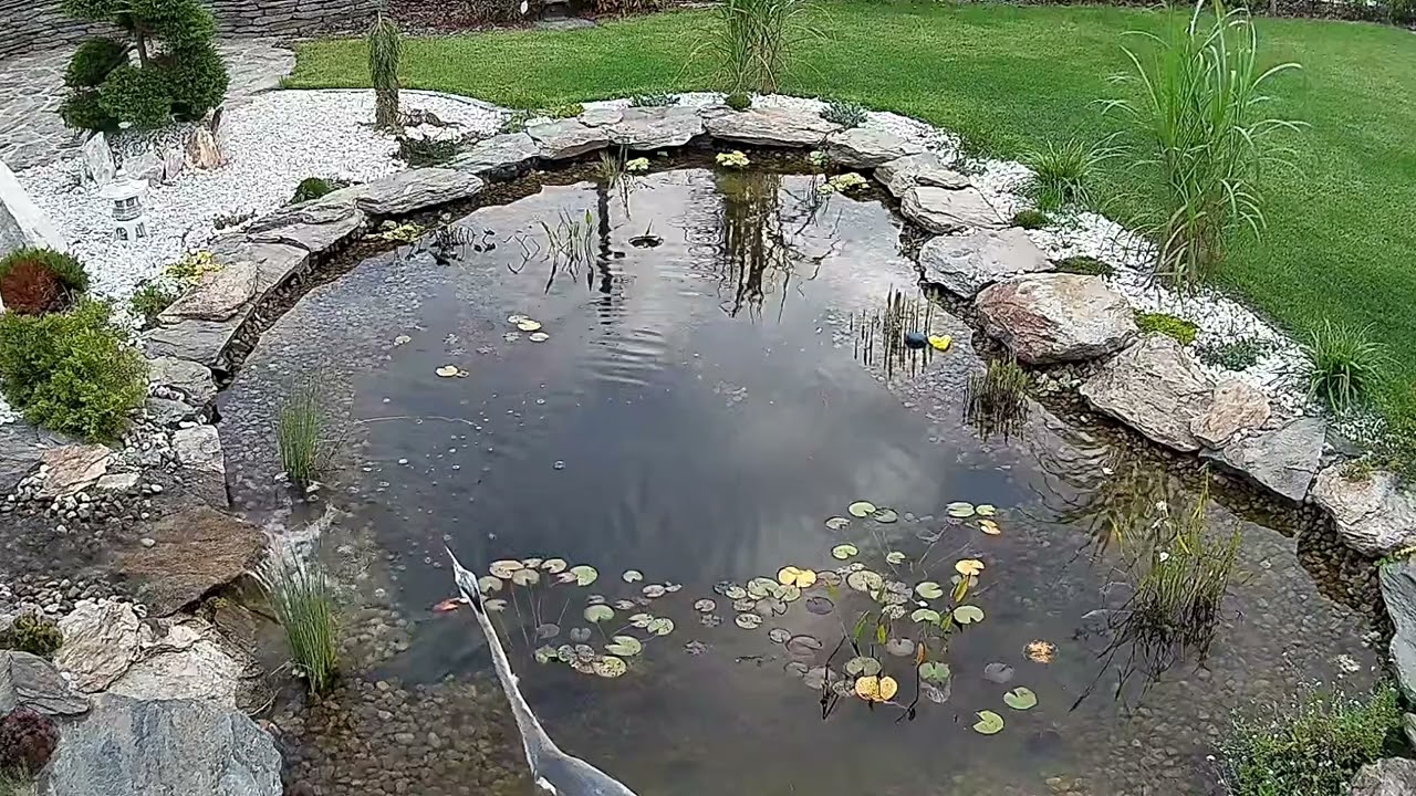 Czapla atakuje