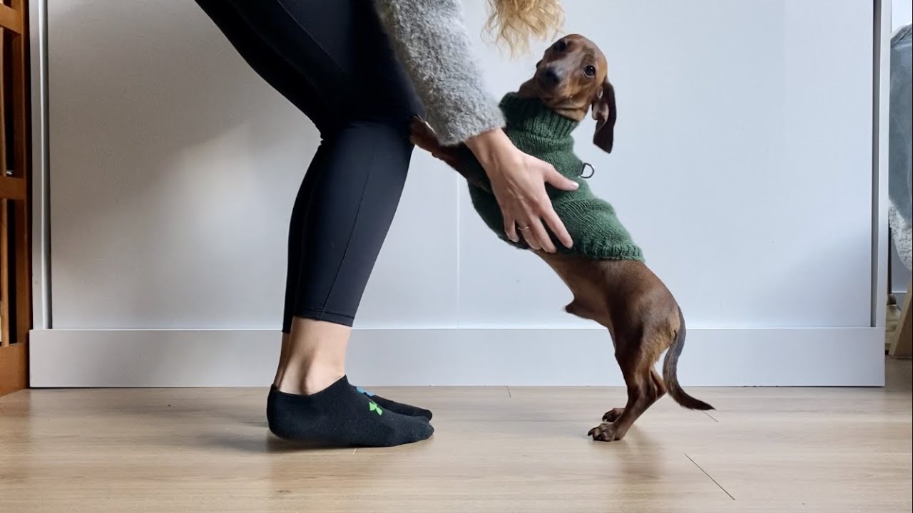 How to put on a dog sweater