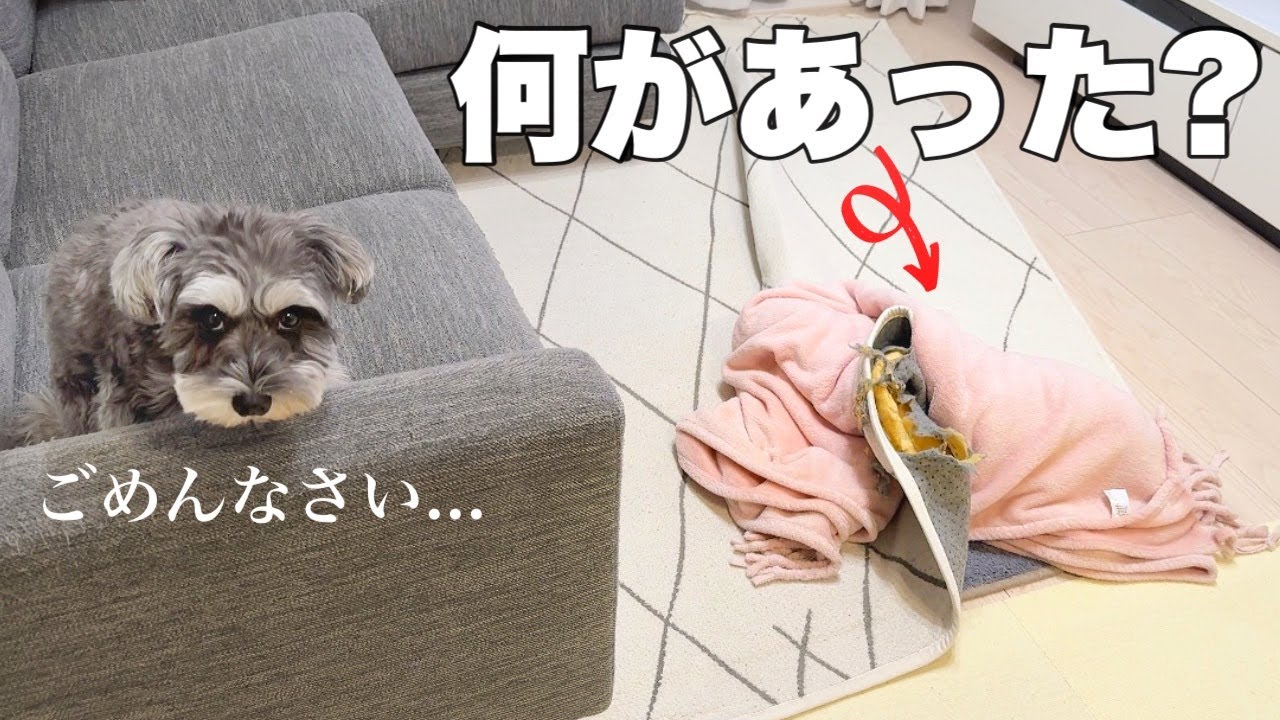 いたずらっ子のお留守番を隠し撮りしてみたらすごいことになっていました【シュナウザー】