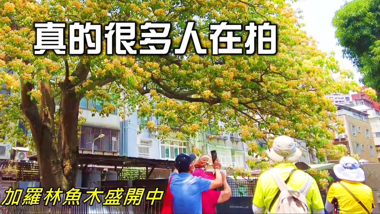 台北爆紅花景｜真的很多人來拍！台電加羅林魚木盛開現況｜溫州公園旁｜Taipower Garolin Fishwood 🌸📸 #台電 #加羅林魚木 #溫州街公園 #Caroline Fishwood