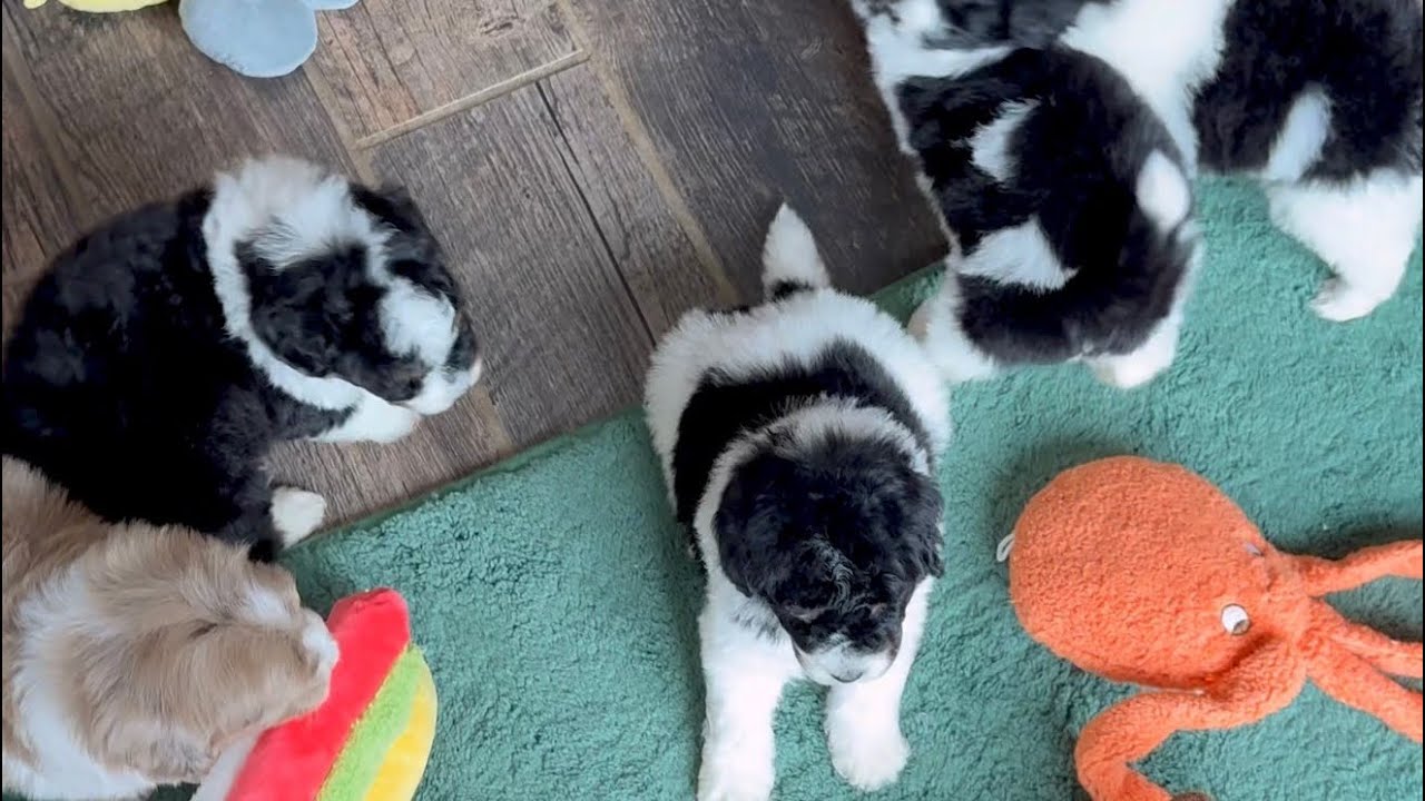 Maggie’s Mini Bernedoodles are 5 weeks old! 🐾♥️