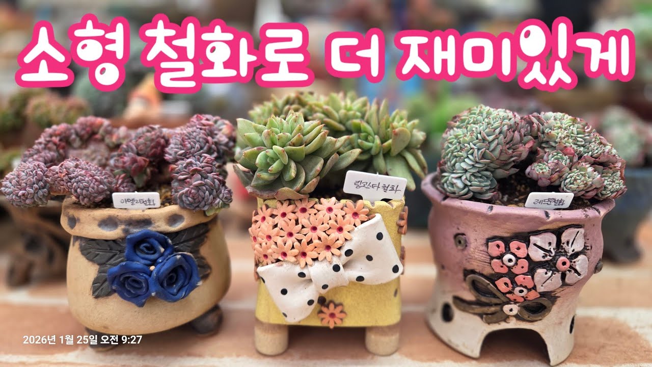 아멜리철화, 링고스타철화,  레드문철화 