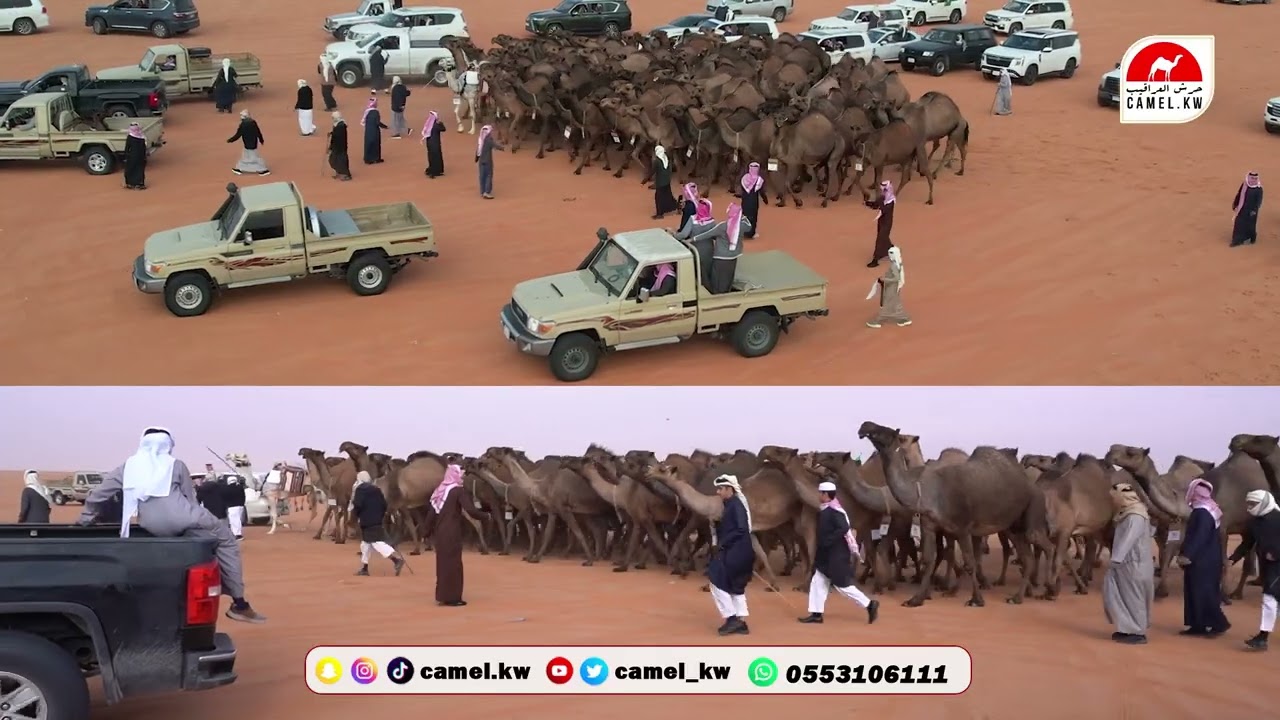 مسيرة الشامخات ( بيرق الموحد - صفر ) للمالك محمد عبدالله العامري السبيعي