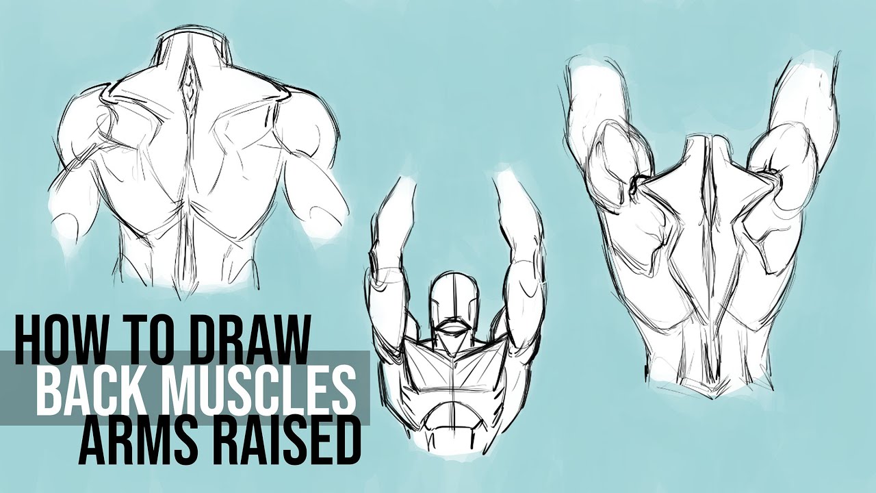 How to Draw the Back Muscles with the Arms Raised