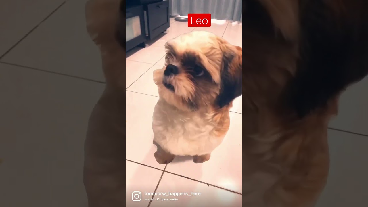 You just nailed it 🐶🐶🐶
