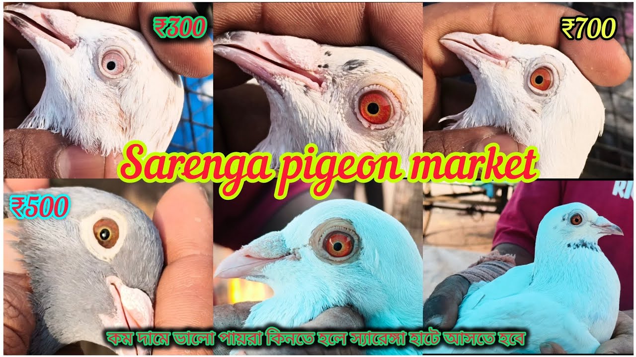 Saranga Cheapest & high Quality flying Giribaz & Madras Pigeon Sell || সবচেয়ে বড় সস্তা পায়রার হাট