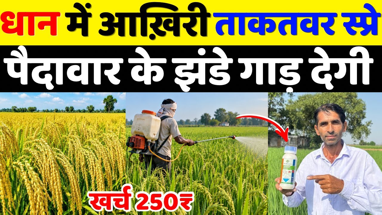 धान में आखिरी सबसे ताकतवर स्प्रे | Dhan Me Bali Nikalte Samay Kya Dale | Dhan Ki Kheti | Dhan Kheti 