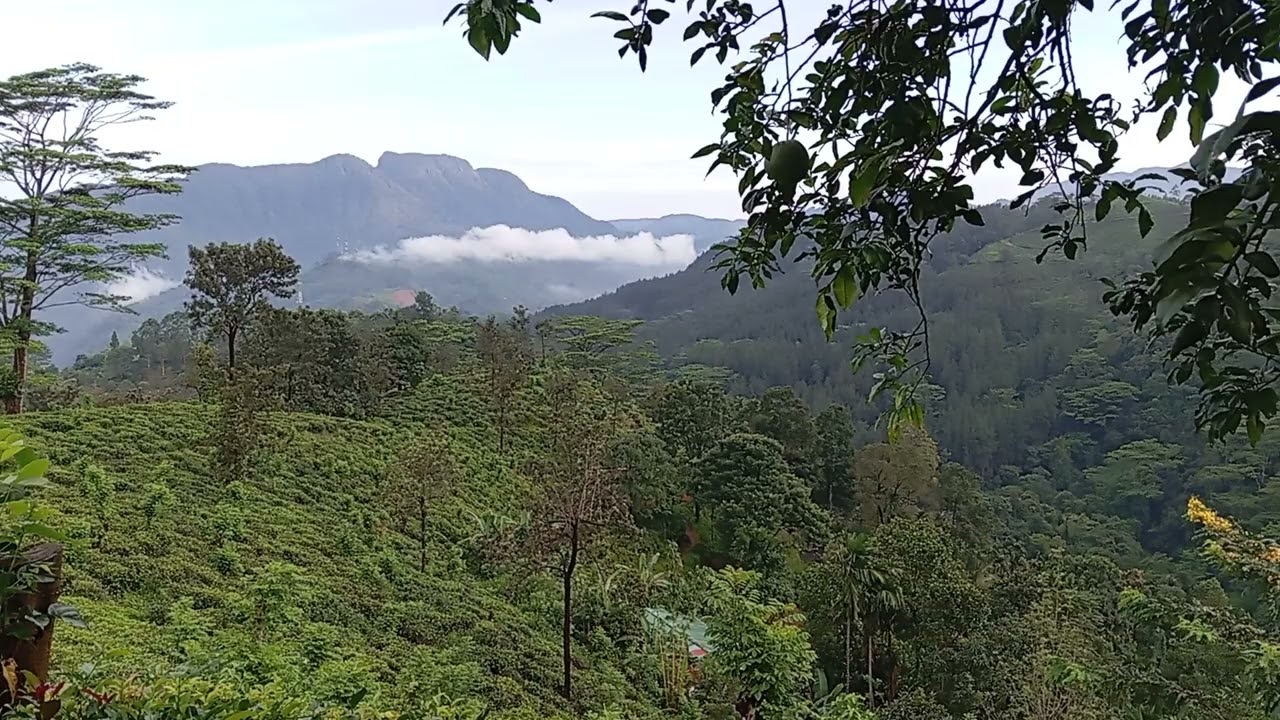 Nature - Sri Lanka - Ginigathhena