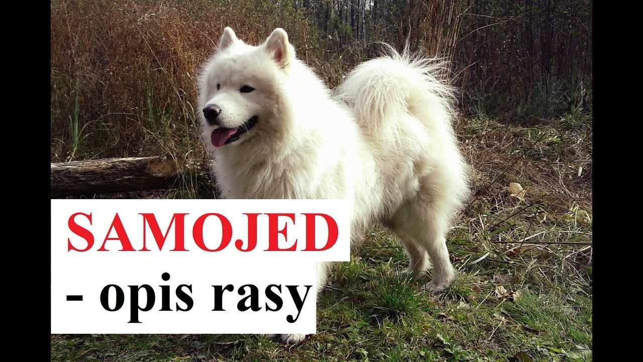 Samojed - opis rasy