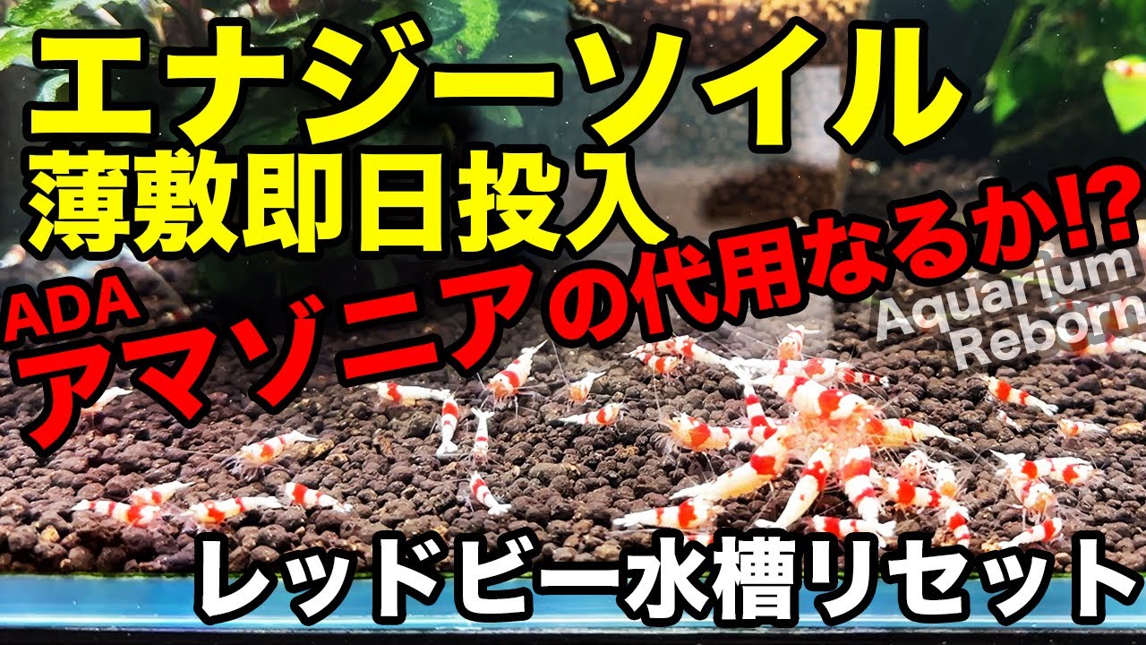 【アクアリウム】レッドビー水槽 KOTOBUKIエナジーソイルはADAアマゾニアソイルの代わりとなるか!? 薄敷＋Fキューブ立ち上げ 即日投入で検証してみた。NH3とNH4+の話を添えて…。