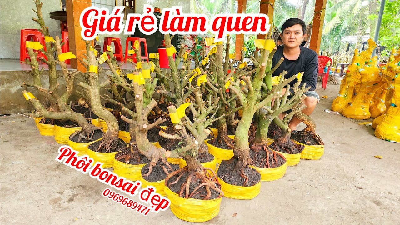 26/2 A Vinh 0969689471 phôi mai giảo Thủ Đức đế đẹp giá rẻ làm quen|MaivàngThanhTâm