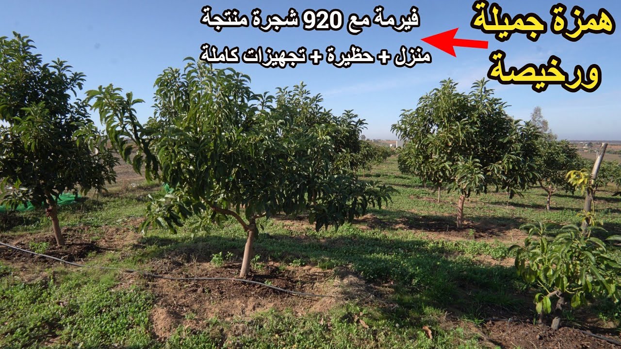 ✨فيرمة جميلة مع أشجار الافوكادو بمنزل مجهزة تباع بكل شيئ مع وفرة المياه للاستثمار والاستمتاع ✨ تيفلت