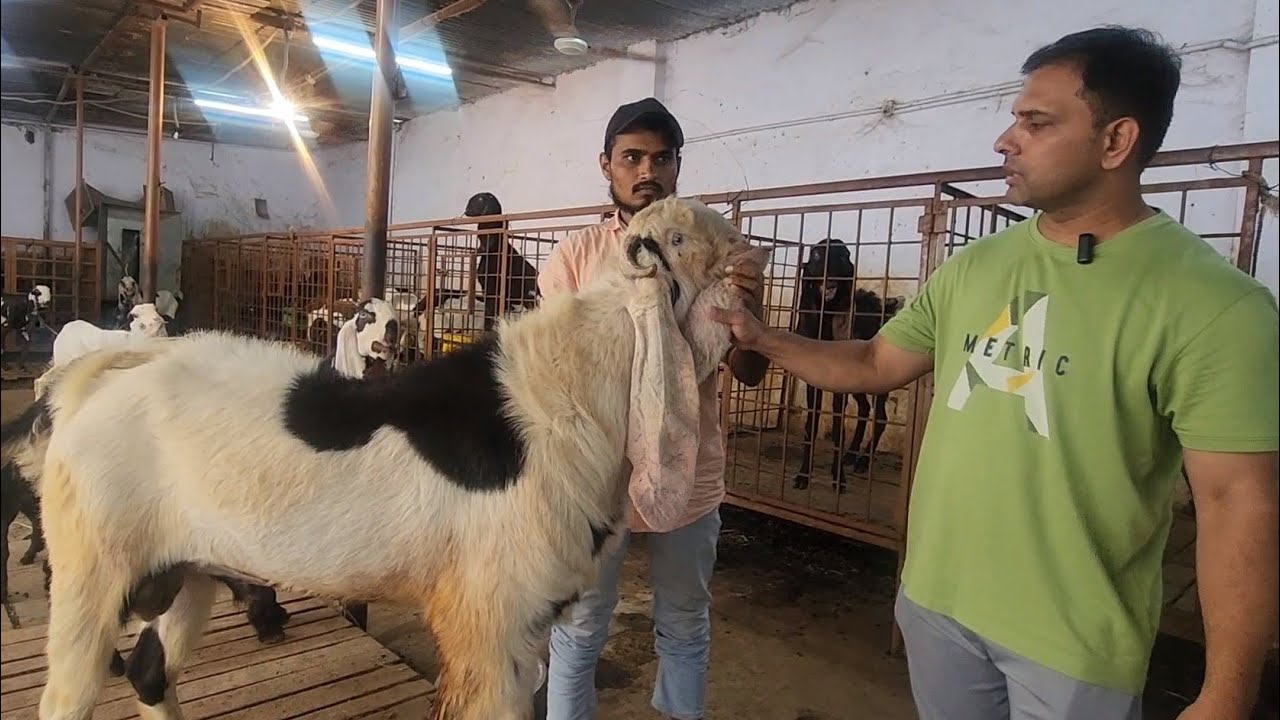 Biggest Hyderabadi Trade Farm Of Hyderabad | Hassan Goat Farm Hyderabad.