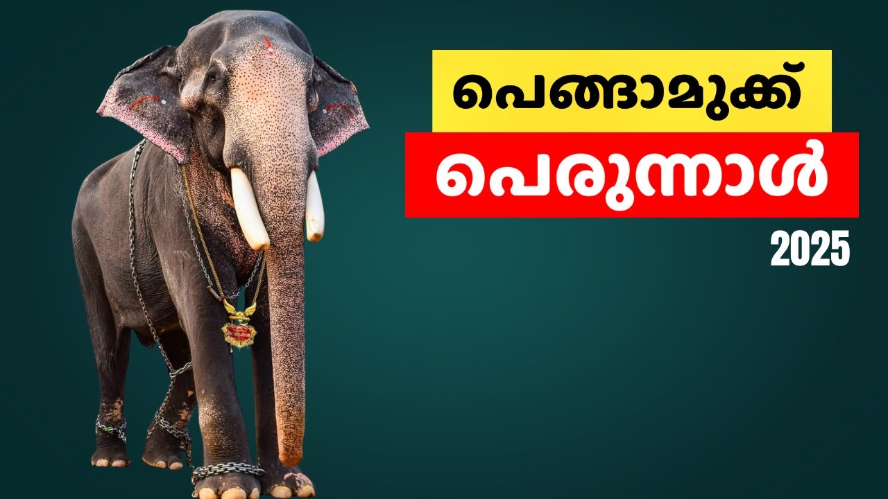 Pengamuck perunnal 2025| 12-11-2025
