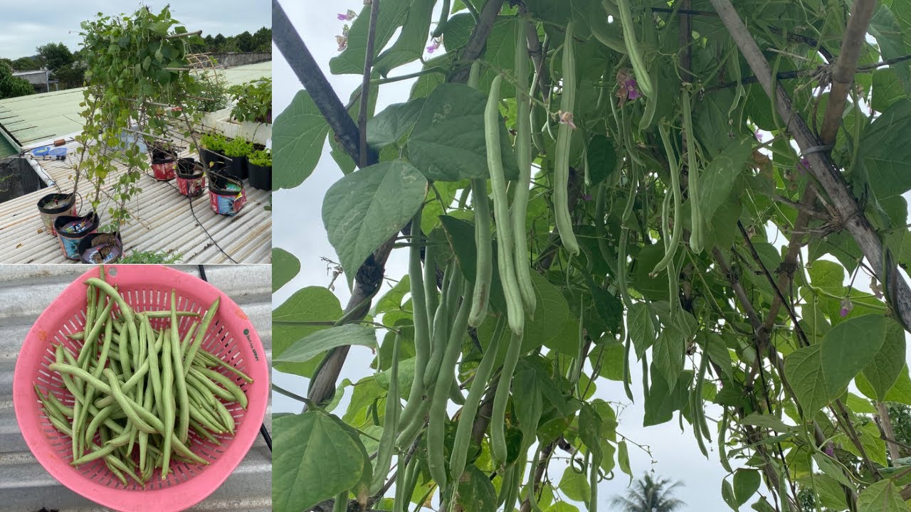 #33 Đây là cách tôi đã trồng Đậu Cove trong chậu cho rất nhiều trái | Rooftop Garden