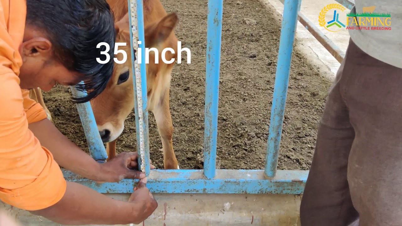 cow headlocks system, cow locking system in dairy farming , 4g bullet super napier farming