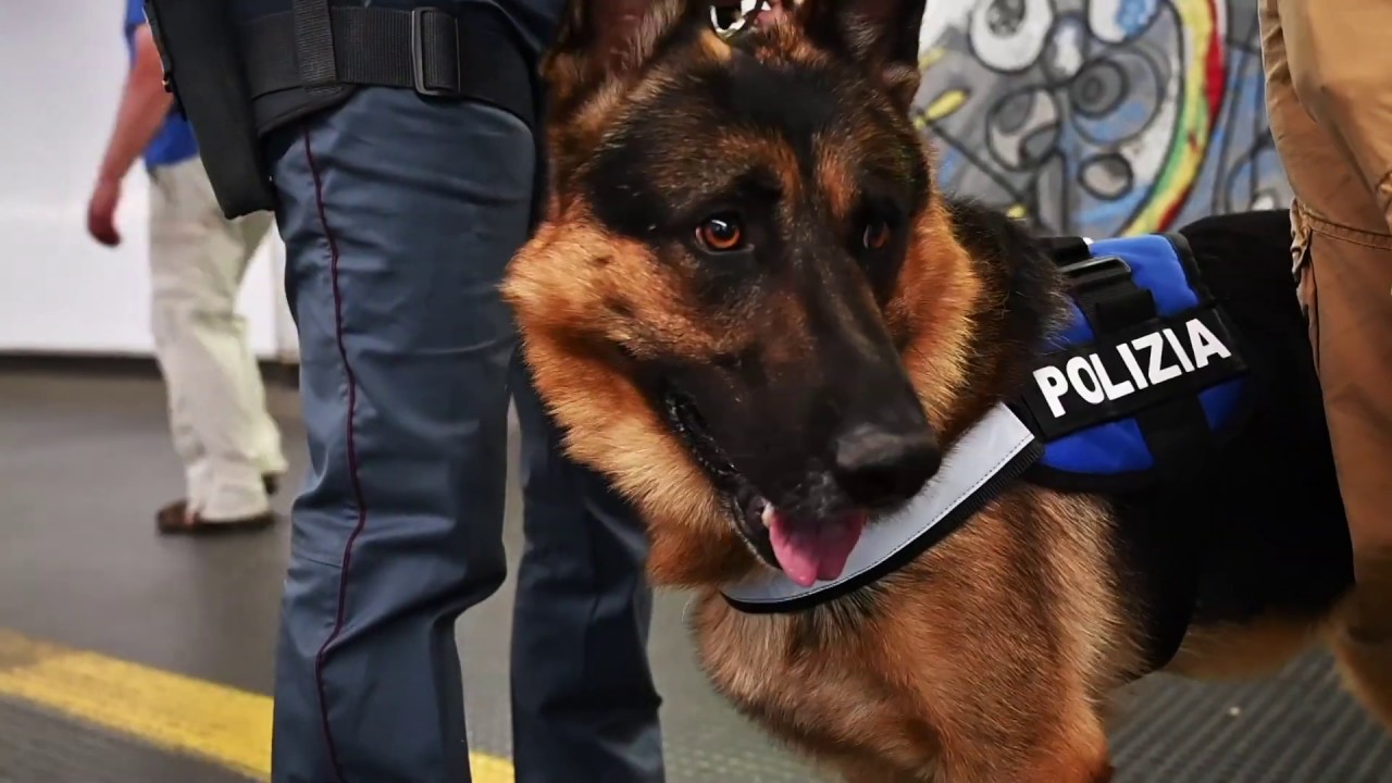 Cani eroi: la storia di Ares