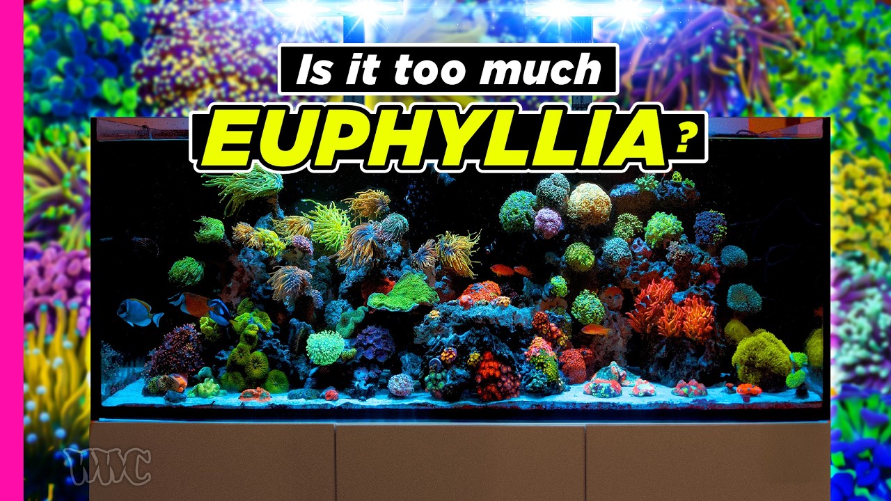 Euphyllia-Packed Reef Tank After Just 2 Years! | 116 Gallon Reef Tank!