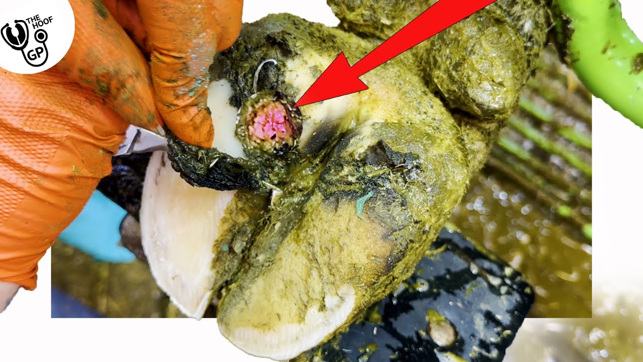 ULCER sticking out of a COW's HOOF