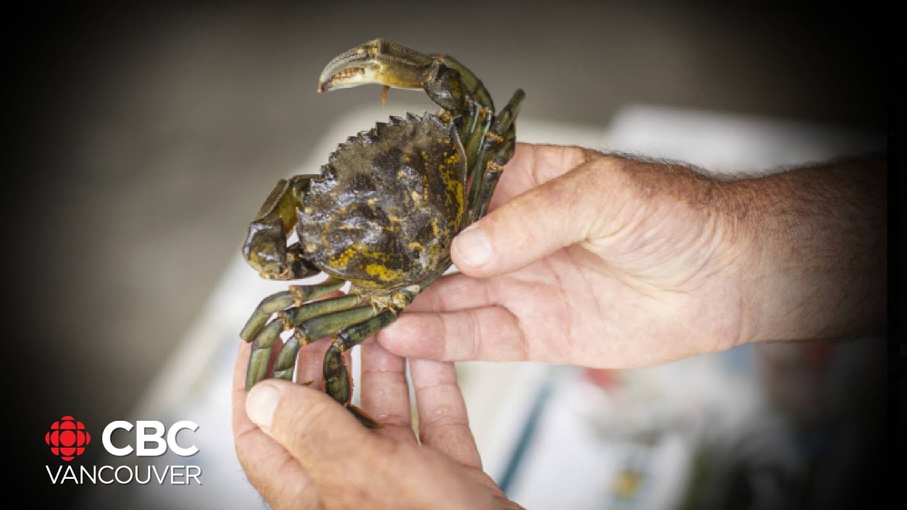 Invasive crabs threaten B.C.&rsquo;s marine habitat