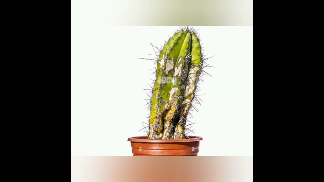 Enfermedades en cactus o crasas😟😟🤒