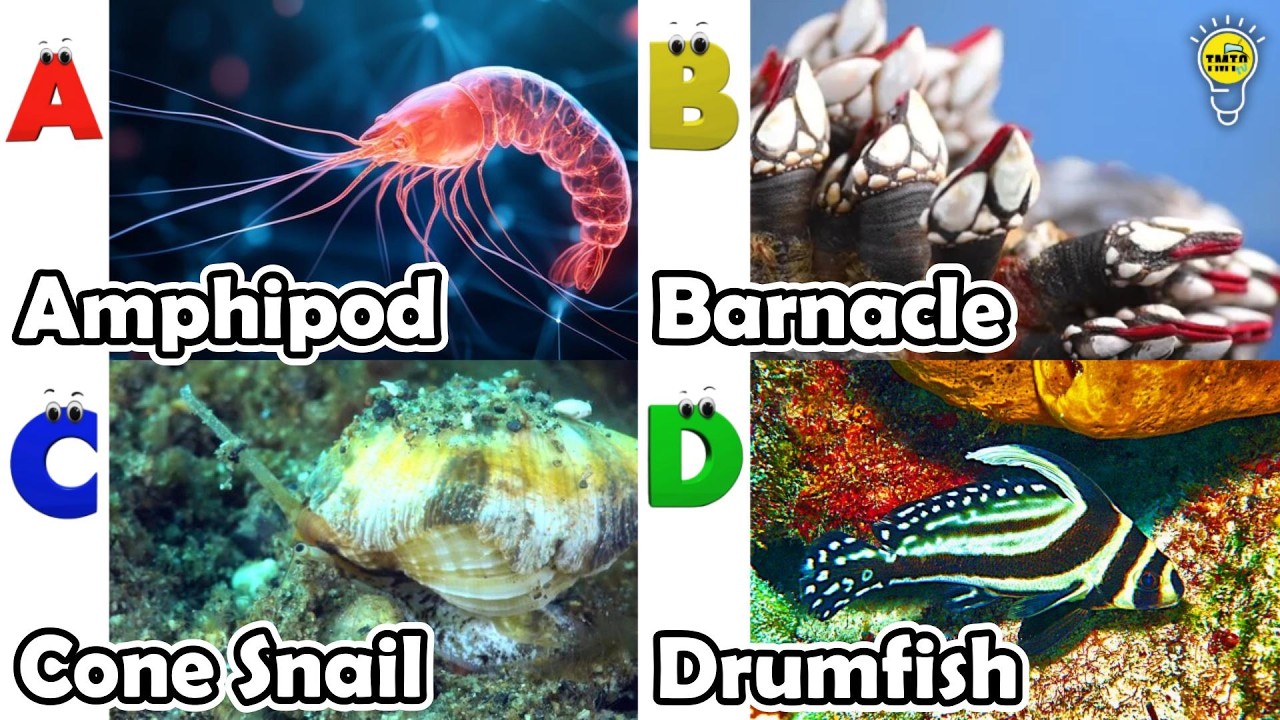 Amazing sea animals | ABC Sea Animals song | English and Animals for Kids #amphipod