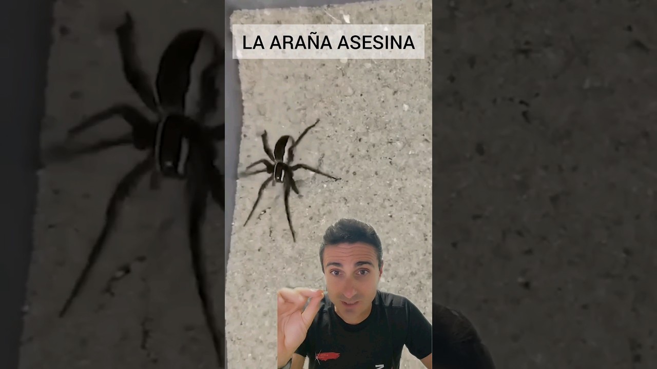 Cuidado con esta ARA&Ntilde;A. #supervivencia #emergencia #sabiasque