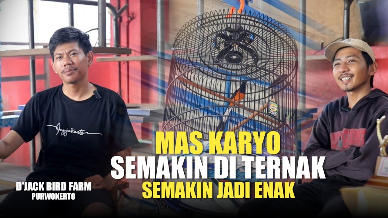 Mas KARYO - Semakin di ternak Semakin Enak Pejantan tangguh asal kota Purwokerto D'Jack Bf