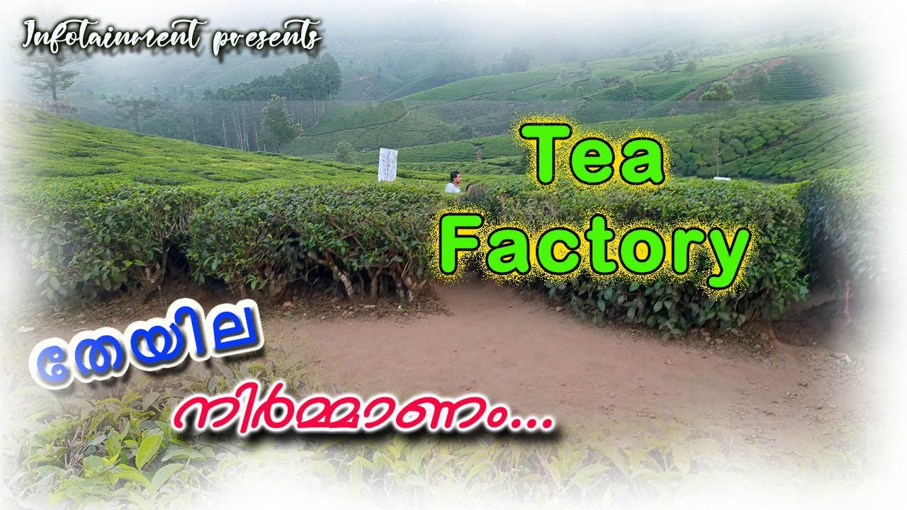 Tea Production || Tea Factory|| തേയില ഫാക്ടറി