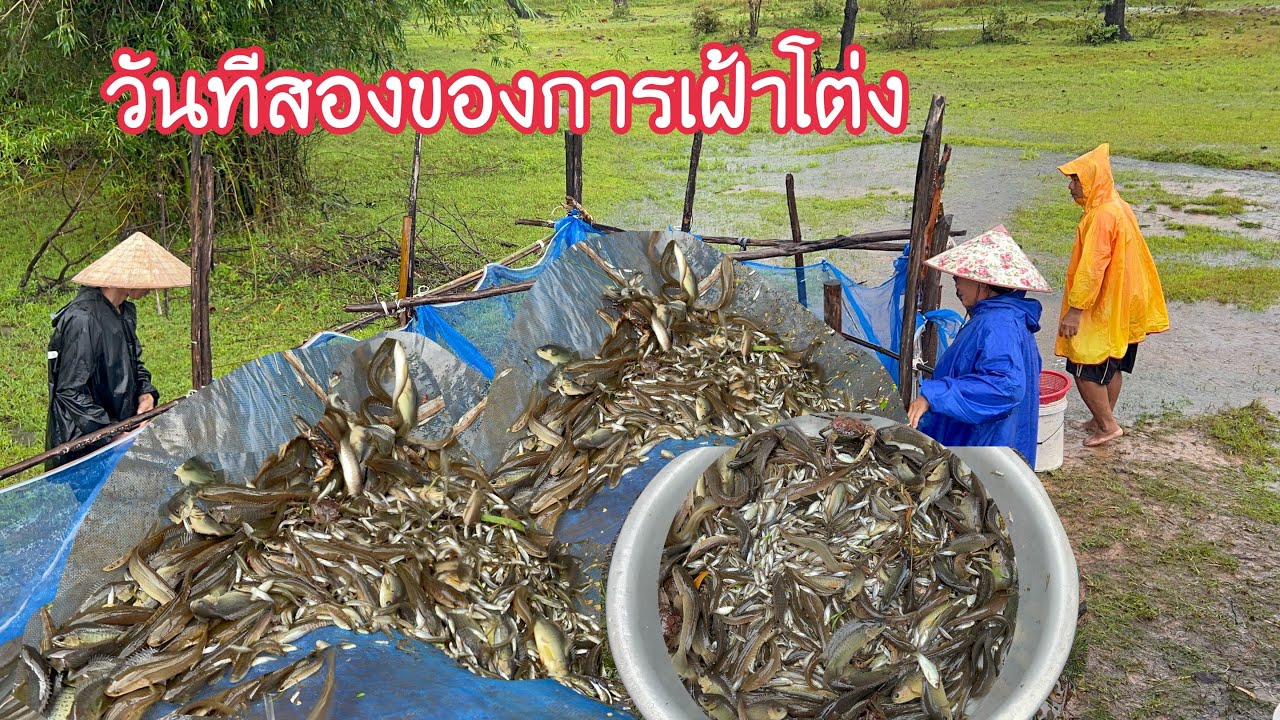ปักหลักเฝ้าโต่งทั้งวัน//ออนชอนปลา เลาะเก็บอิปูมาดอง