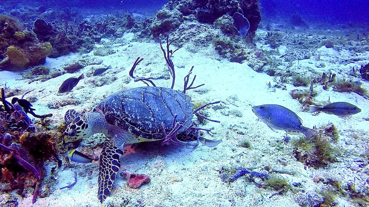 Scuba Diving Cozumel, MX - February 2026