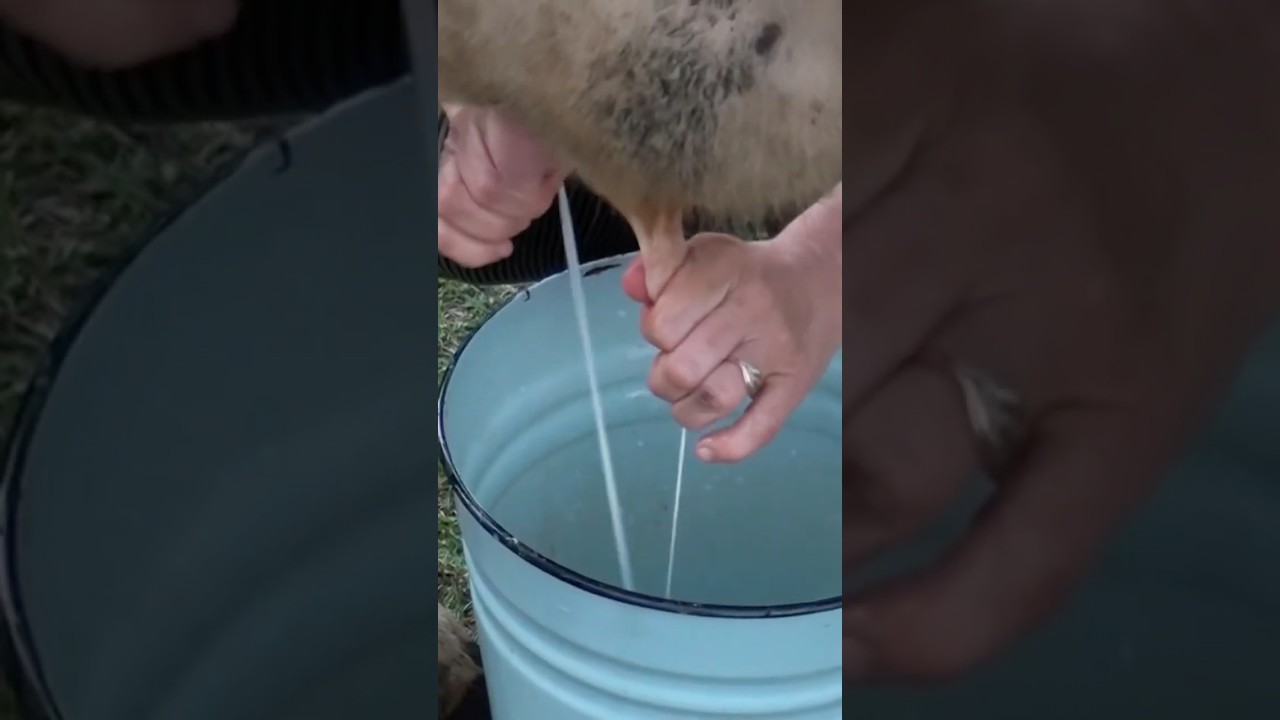 Milking a Cow by Hand &ndash; Pure Village Morning 🐄🥛