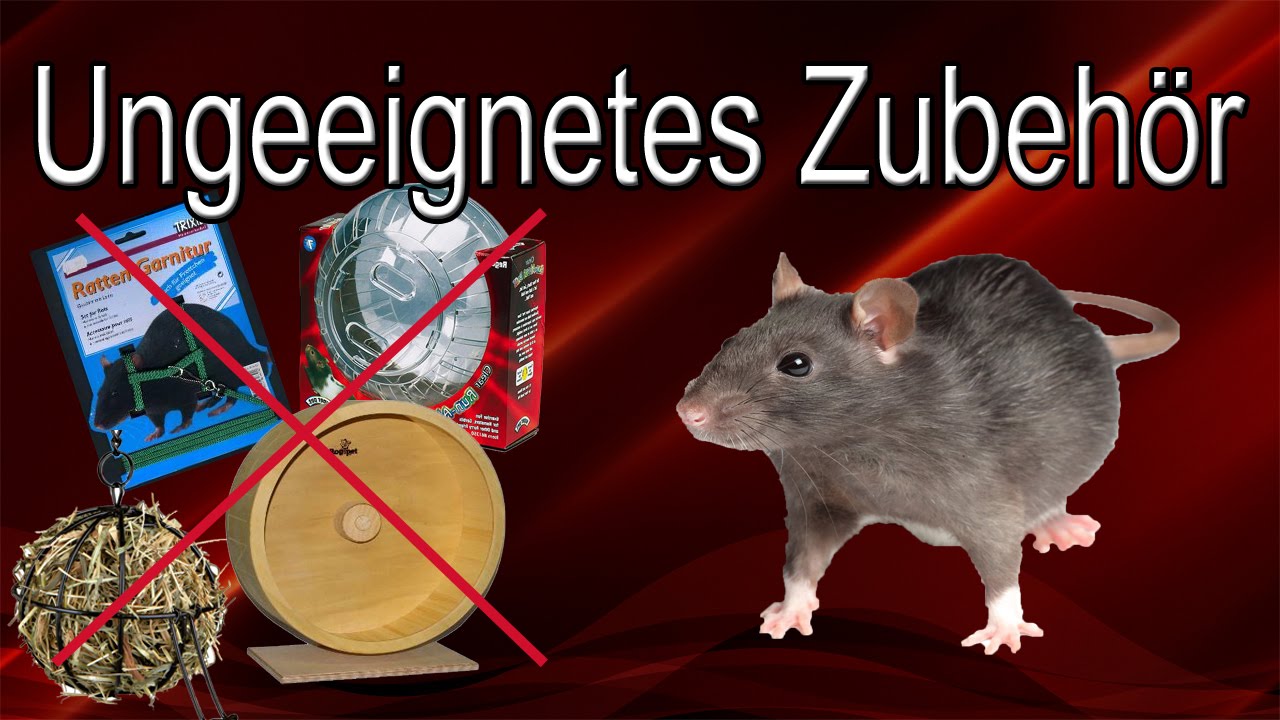 Rattenhaltung aber RICHTIG: ungeeignetes Zubehör