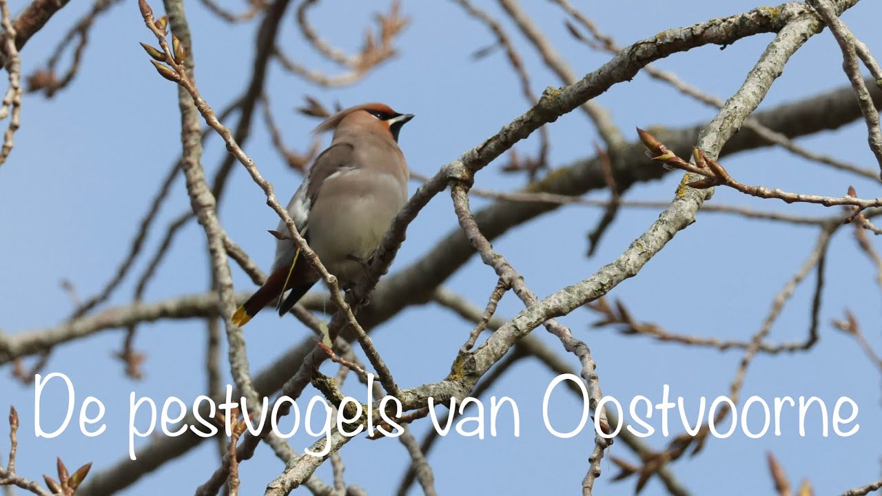 De Pestvogels van Oostvoorne | Bombycilla garrulus | Bohemian Waxwing (01-03-2026)