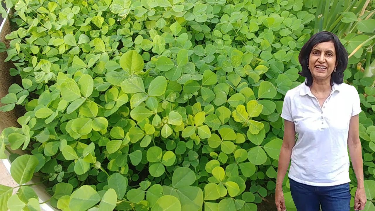 A quick guide to growing Fenugreek or Methi greens