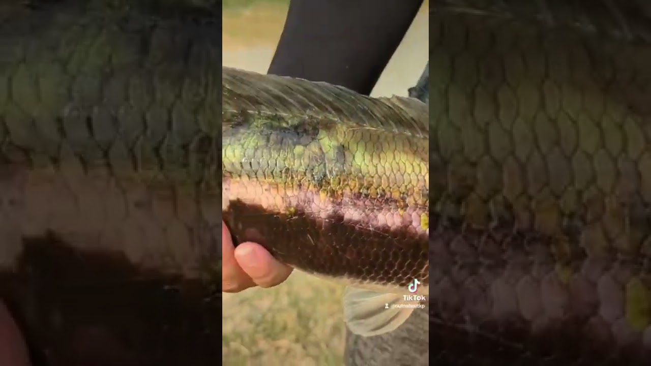 Fishing in Bangkok 