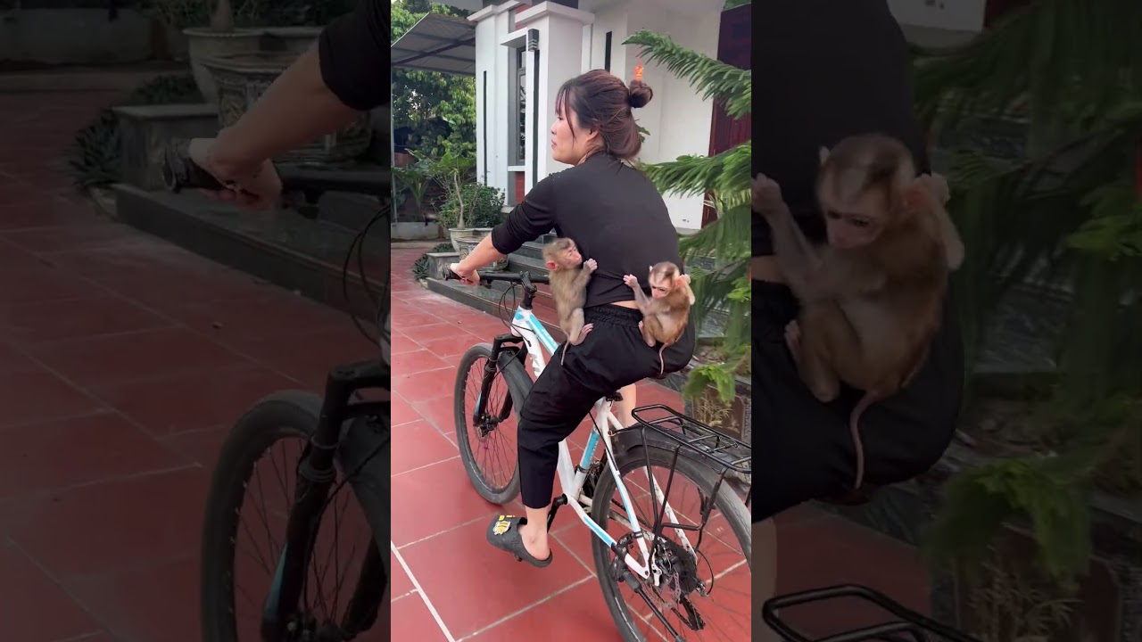 The baby monkeys were brought home by their mother after playing outside.❤️